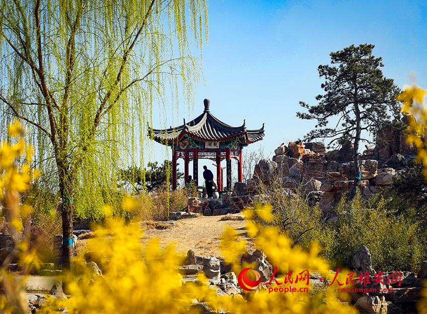 雄安郊野公園內(nèi)迎春花開，柳樹抽芽。人民網(wǎng)宋燁文攝