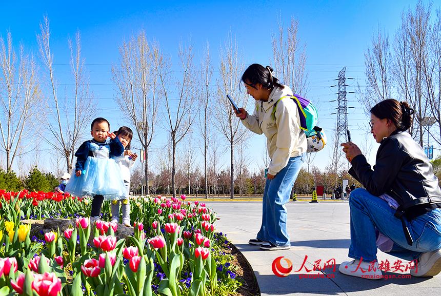 雄安悅?cè)莨珗@郁金香盛放，吸引了眾多游客前來踏青賞花。人民網(wǎng)宋燁文攝