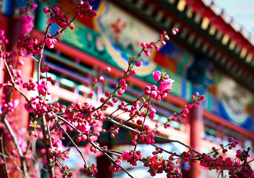 雄安郊野公園一角，枝頭綴滿花朵。人民網(wǎng)宋燁文攝